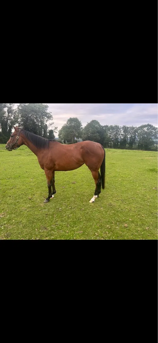 Mehmas 3yo Filly - Image 2