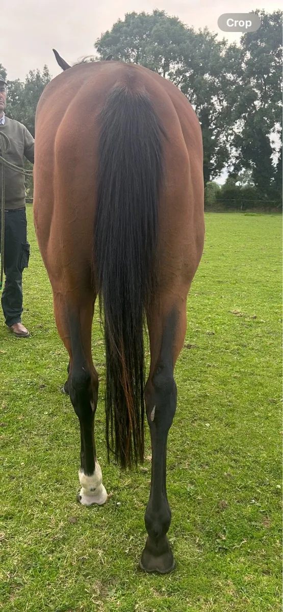 Mehmas 3yo Filly - Image 3