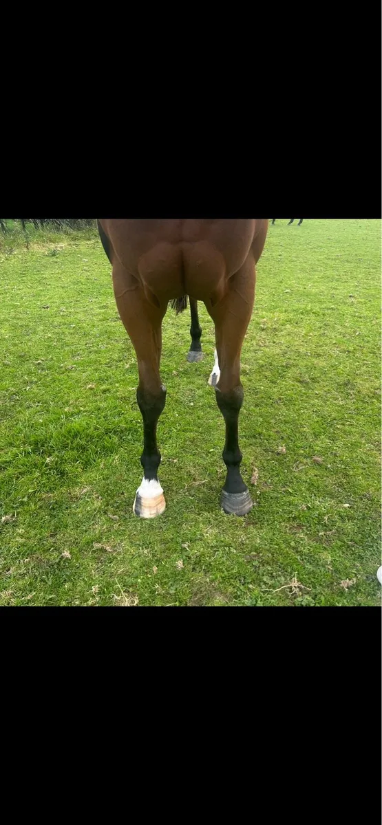 Mehmas 3yo Filly - Image 4