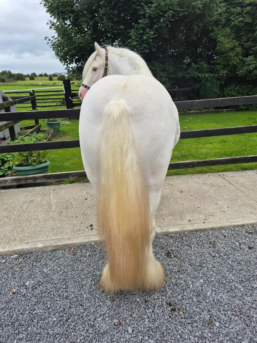 13.2hh mare - Image 2
