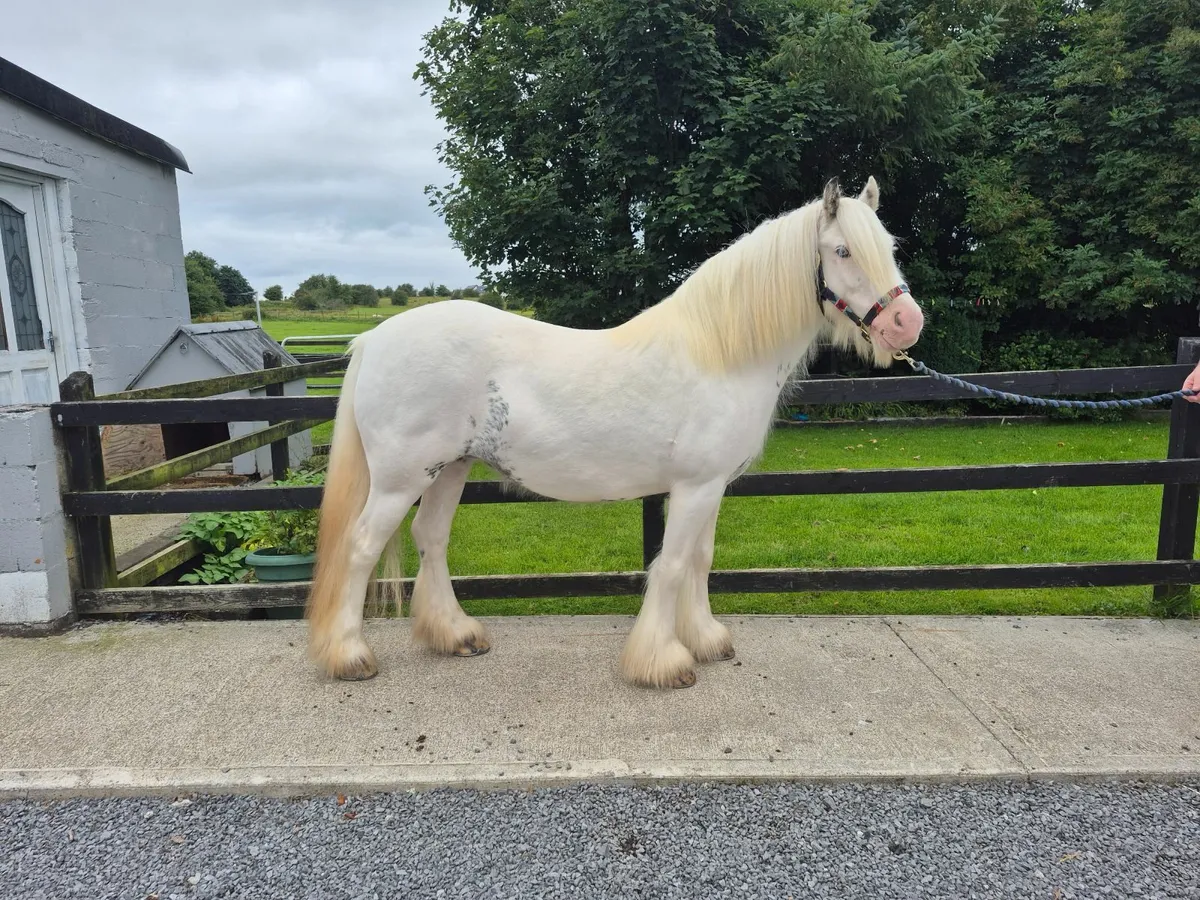 13.2hh mare - Image 1