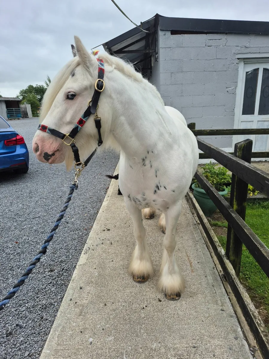13.2hh mare - Image 3