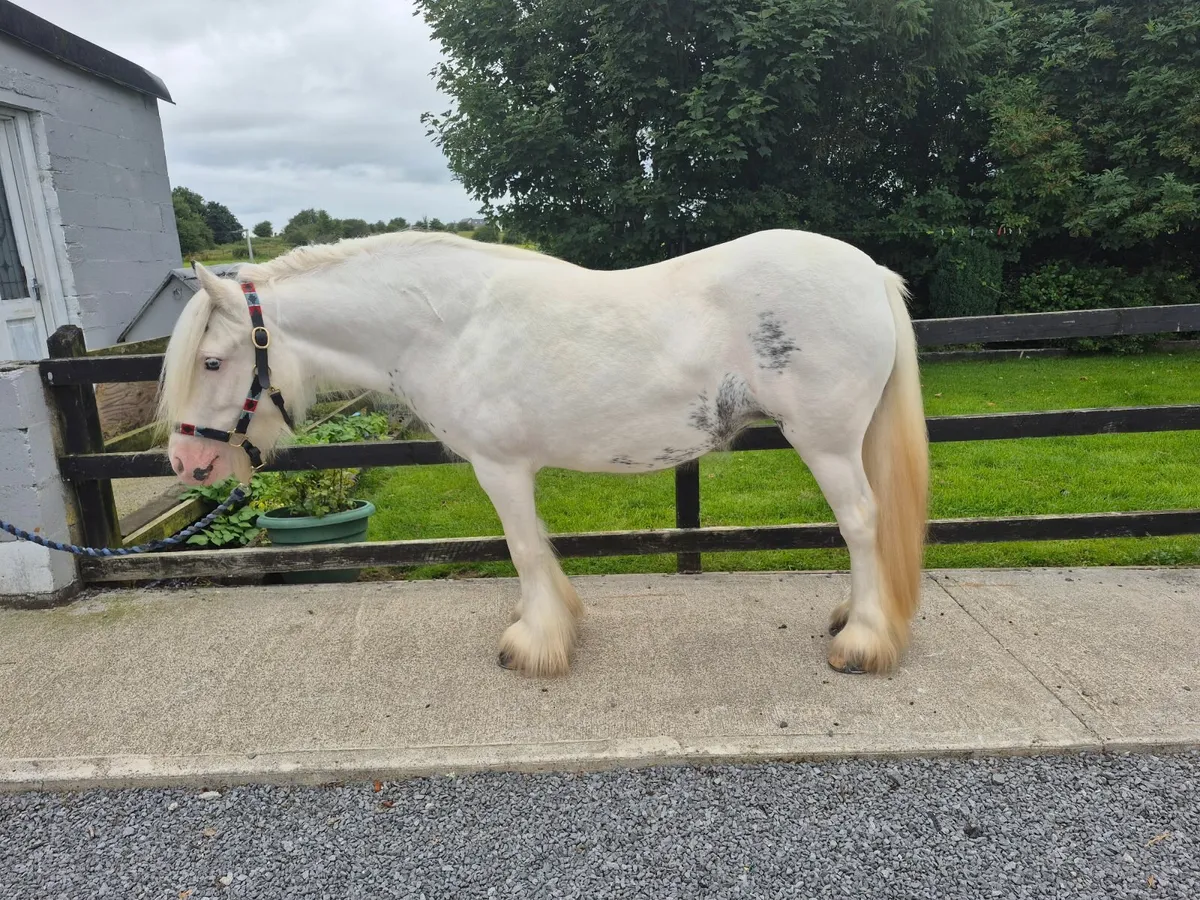 13.2hh mare - Image 4