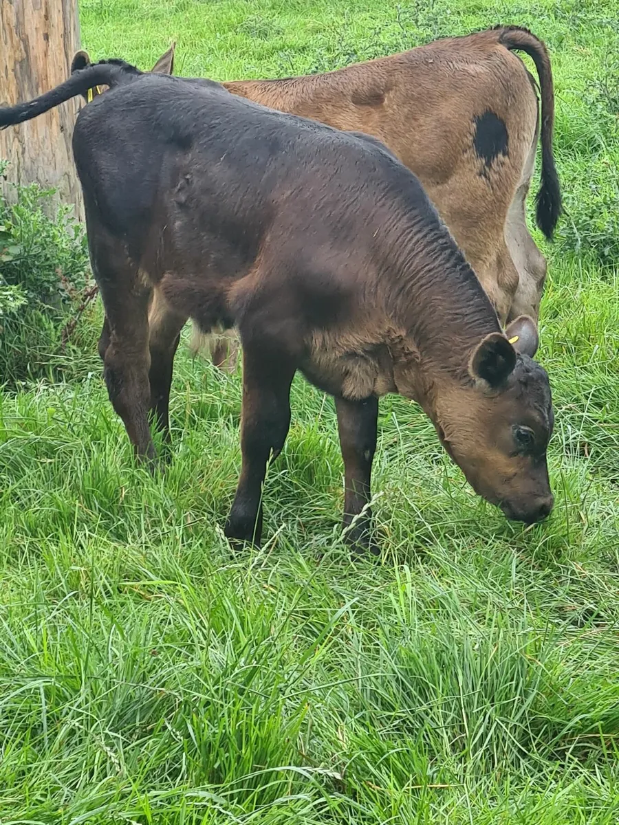 Cow+Calves - Image 1
