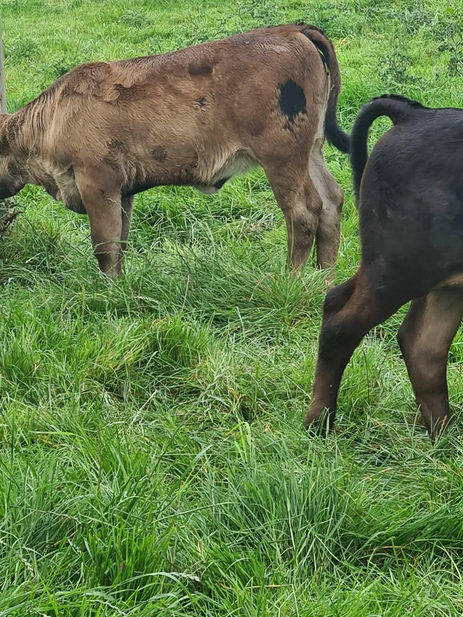 Cow+Calves - Image 2