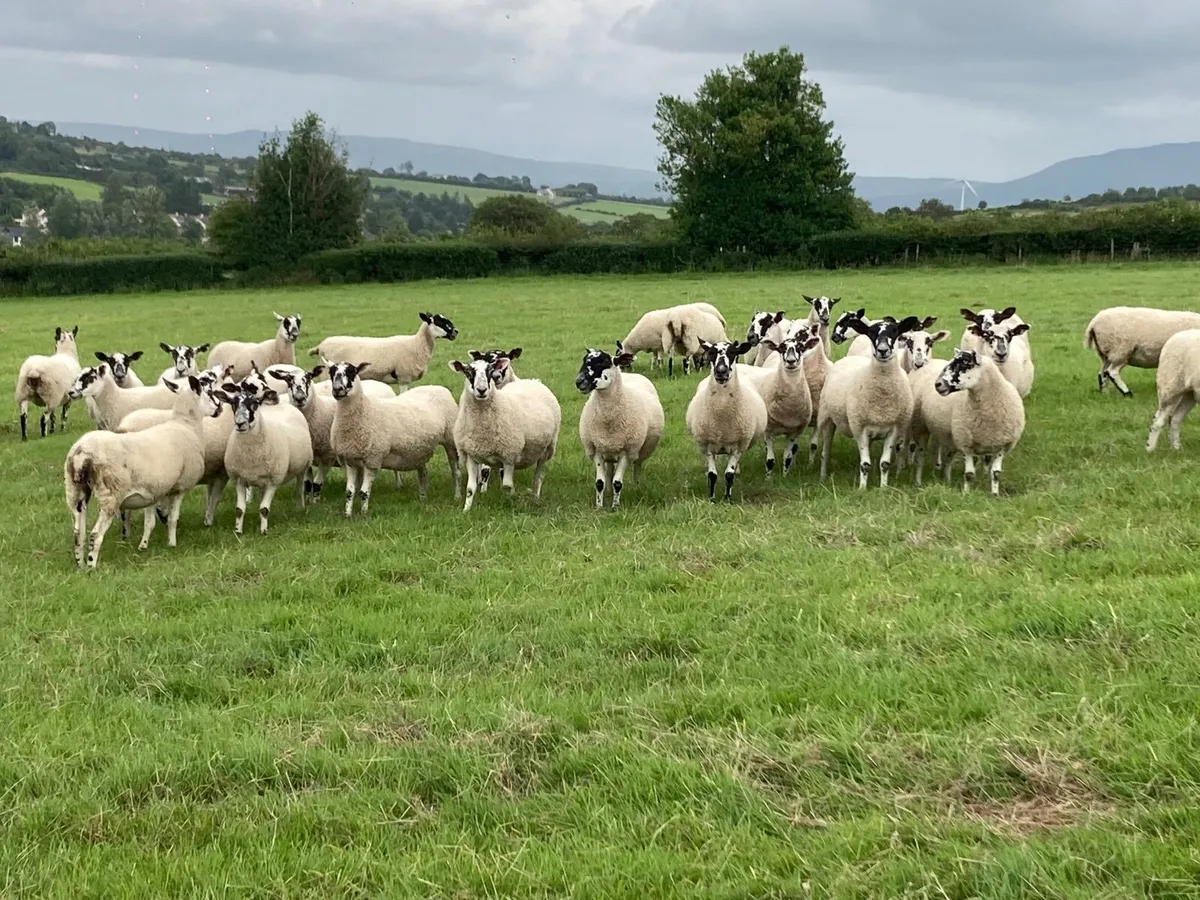 Sheep - Image 2