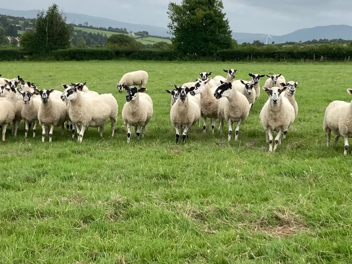 Sheep - Image 3