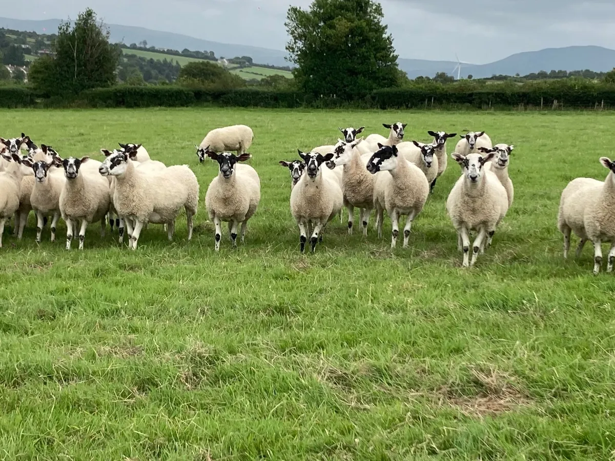 Sheep - Image 4