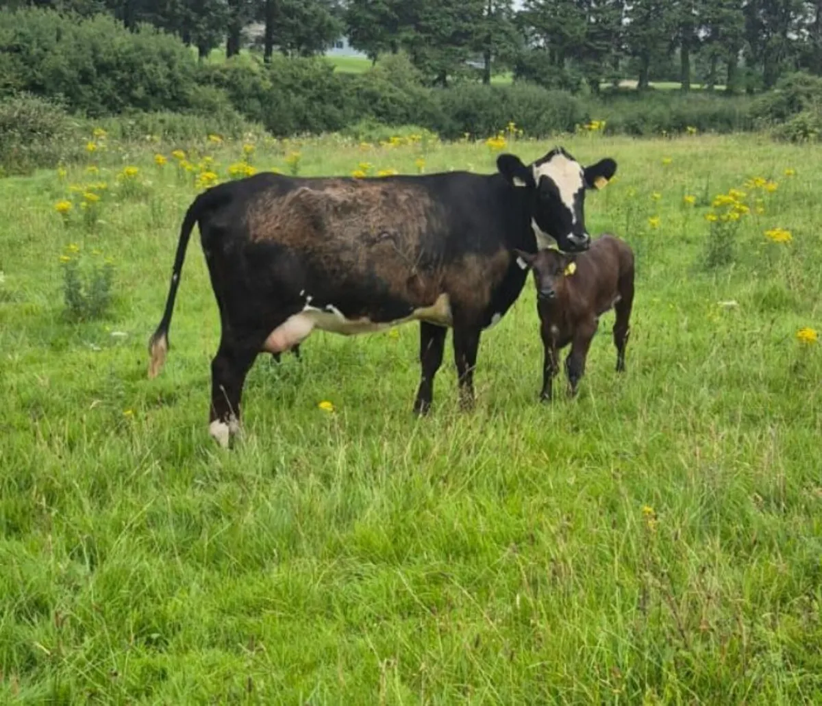 2 Heifers & Calves - Image 2