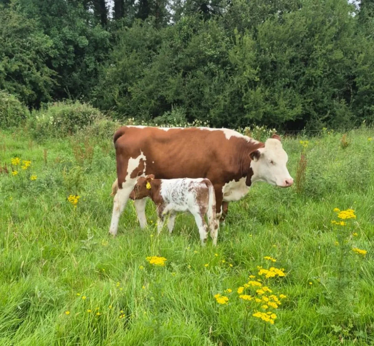 2 Heifers & Calves - Image 3