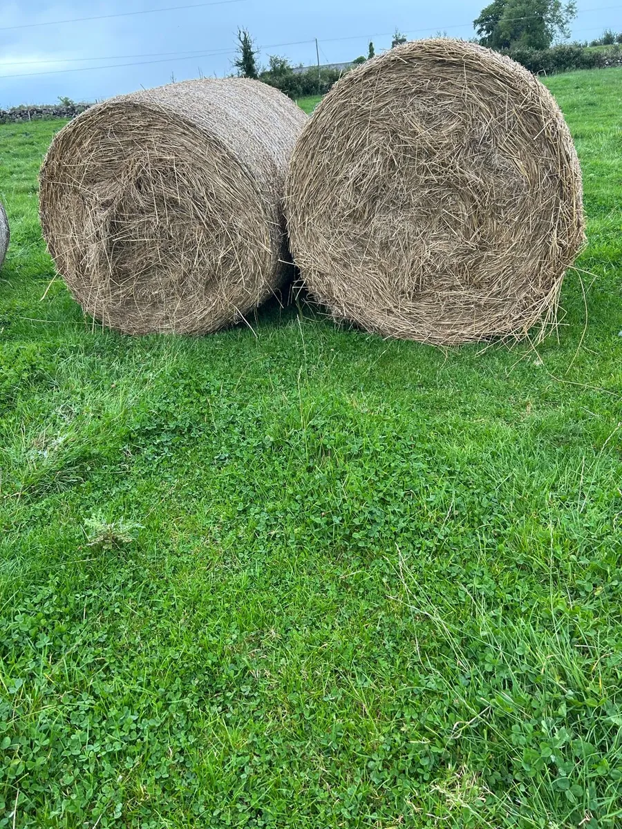 Bales for Bedding - Image 3