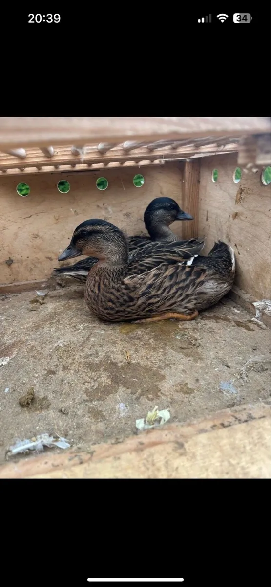 Call ducks