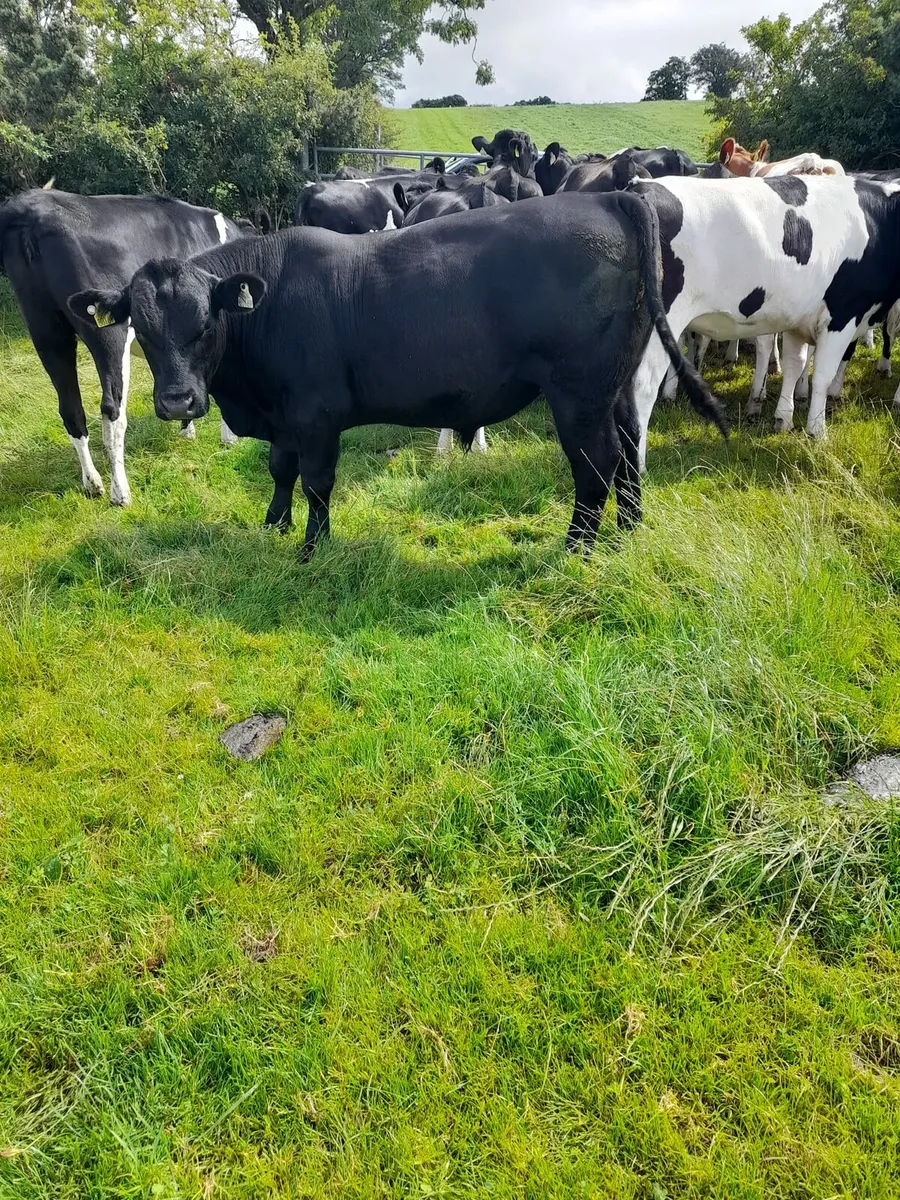 Purebred Angus bull - Image 1