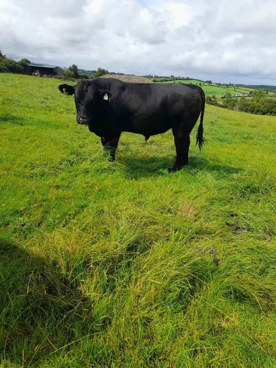 Purebred Angus bull - Image 2