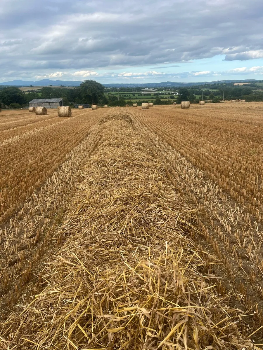 Straw for sale - Image 2