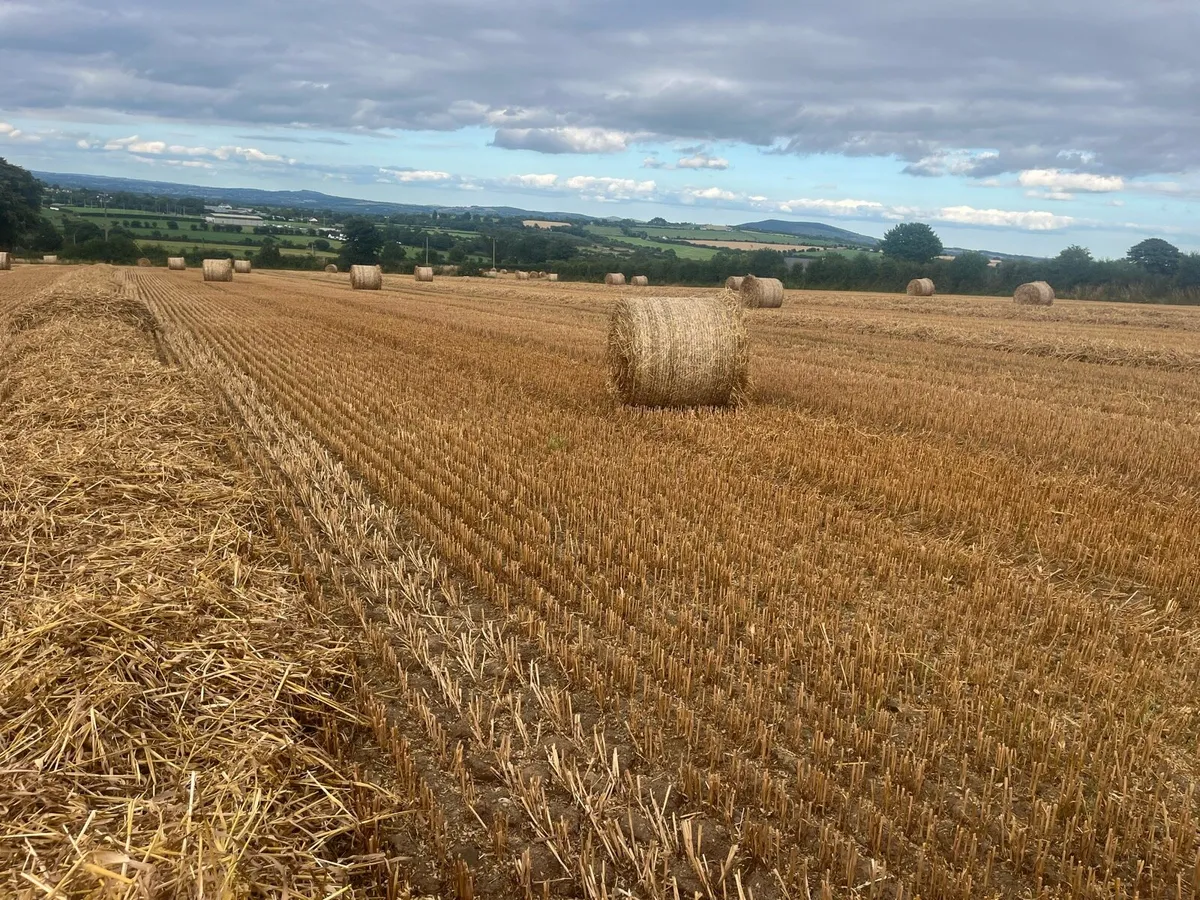 Straw for sale - Image 3