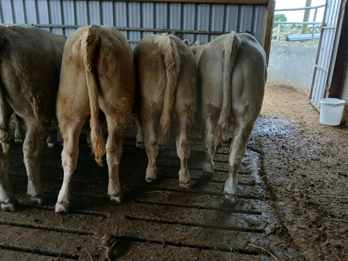 8 Super Charolais Weanlings - Image 2