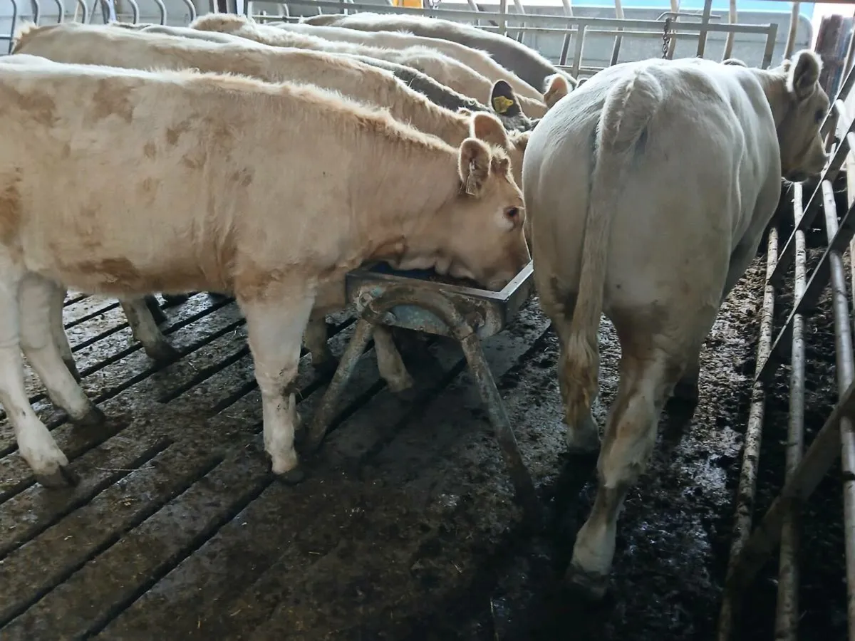 8 Super Charolais Weanlings - Image 3