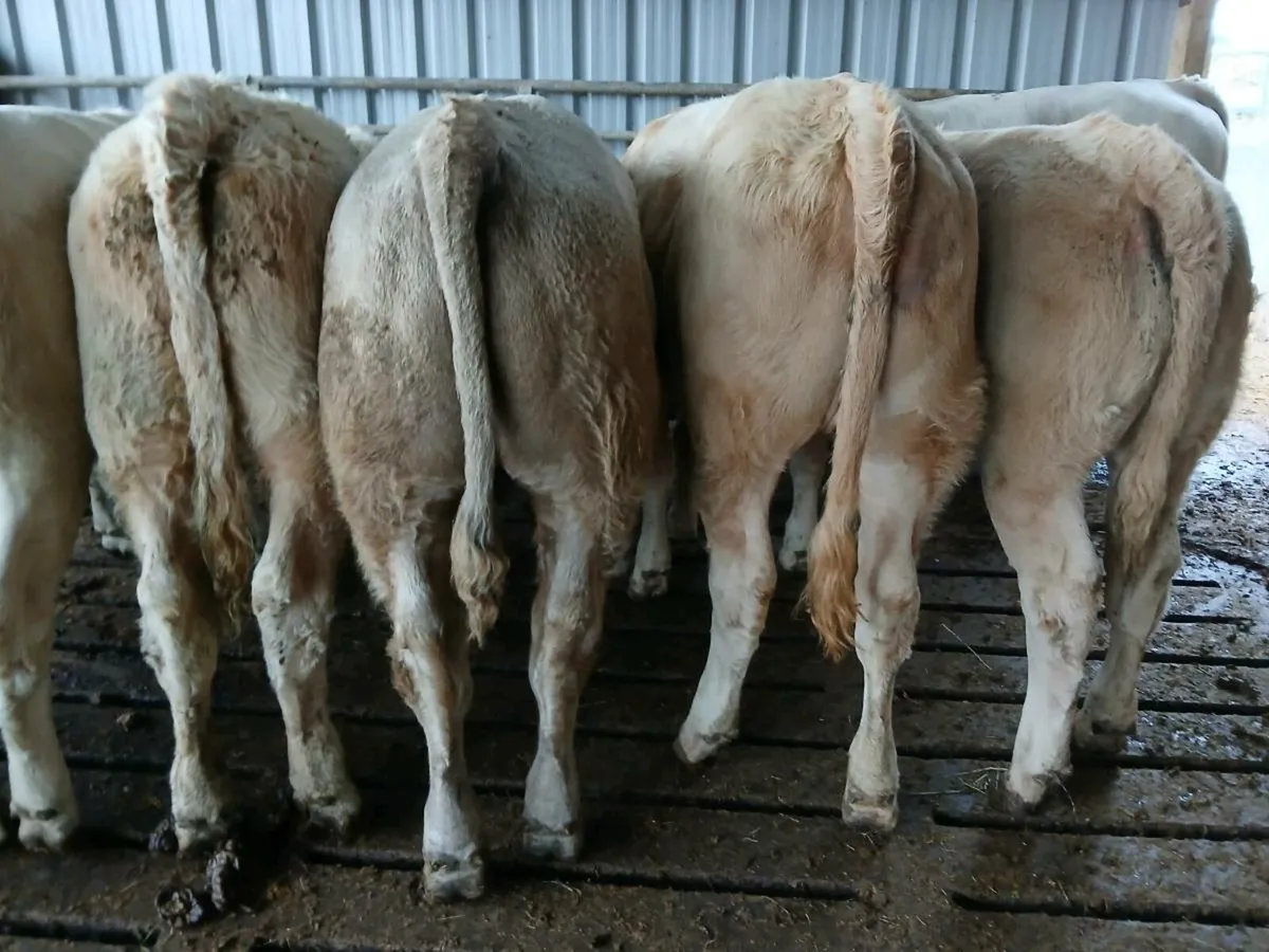 8 Super Charolais Weanlings - Image 4