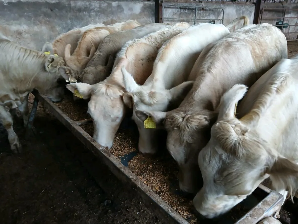 8 Super Charolais Weanlings - Image 1