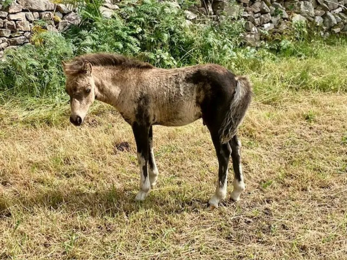 kerry bog pony mare and foal - Image 2