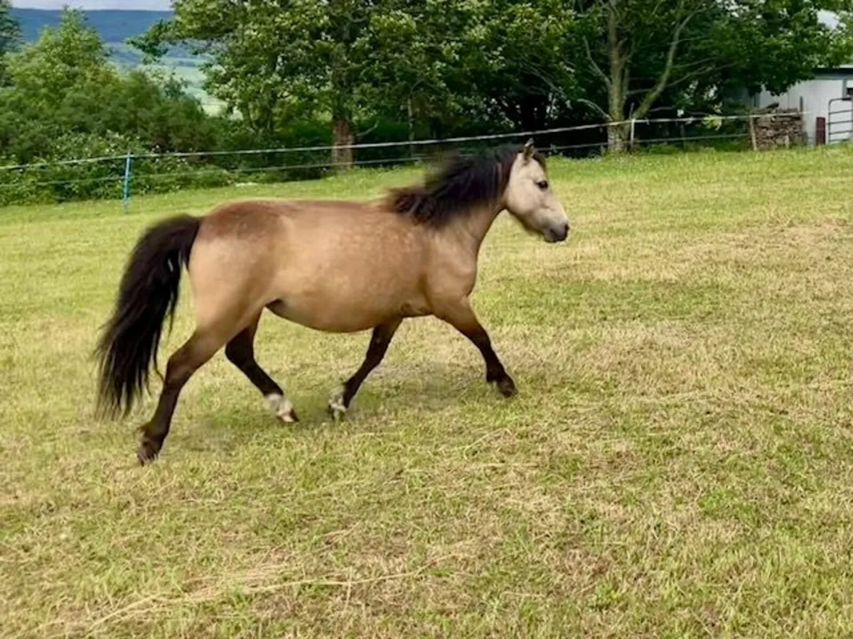 kerry bog pony mare and foal - Image 3