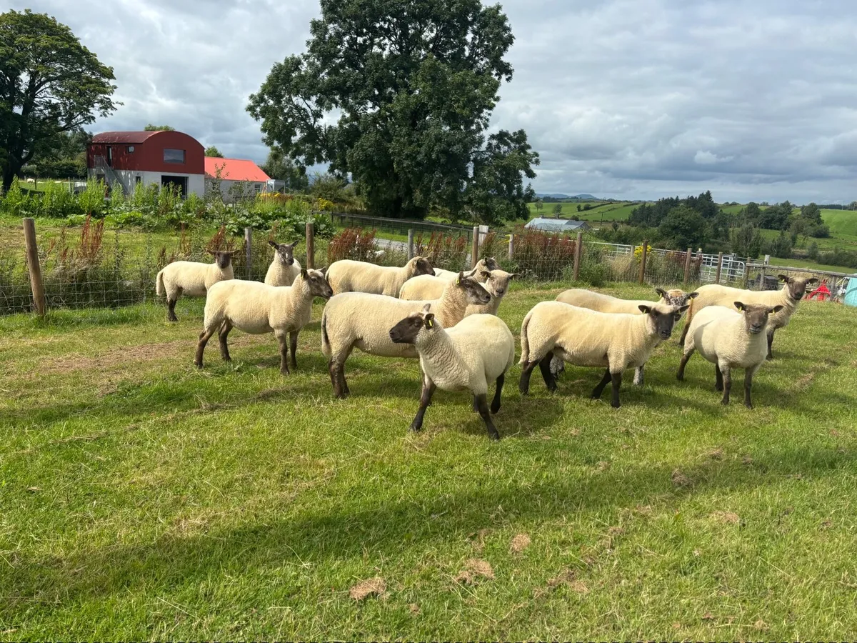 Sheep - Image 1