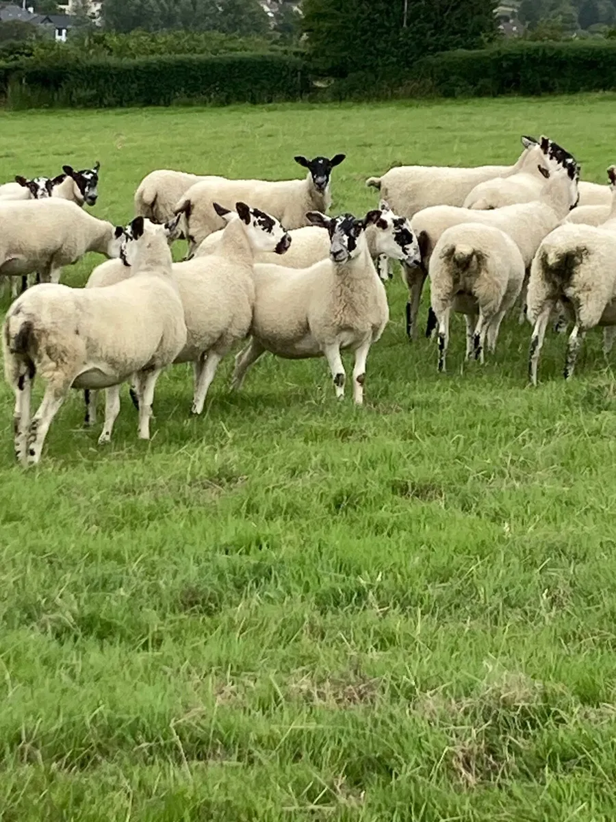 Sheep - Image 1