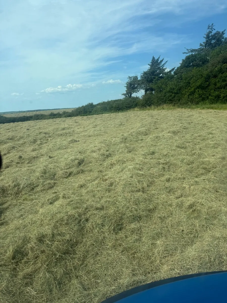 Organic hay - Image 1