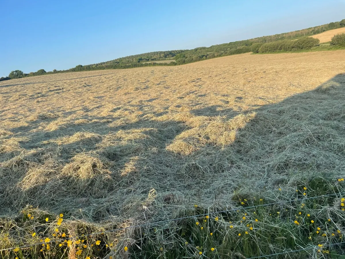 Organic hay - Image 2