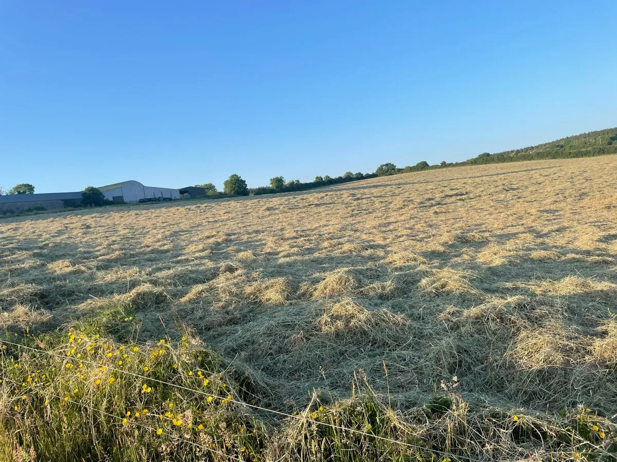 Organic hay - Image 3