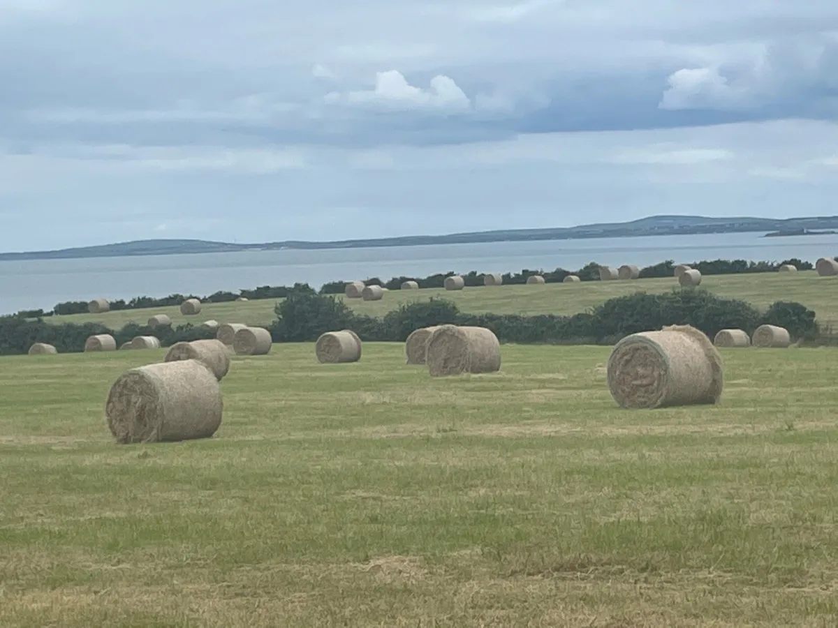 Organic hay - Image 4
