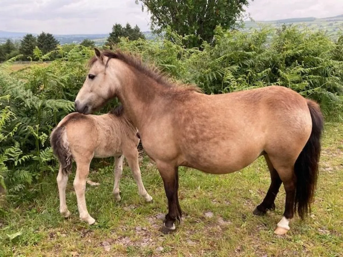 kerry bog pony mare and foal - Image 4