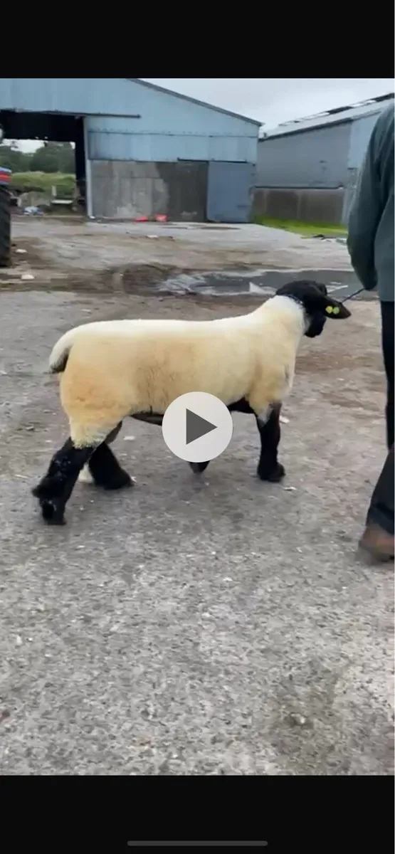 John Tess Suffolks - SIS PBR Approved Rams & Ewes - Image 2