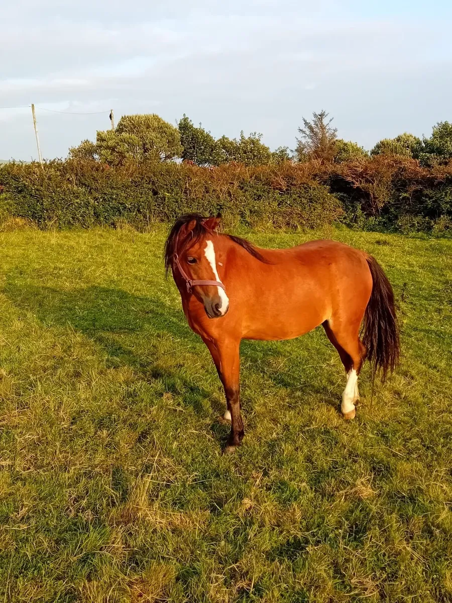 Pony - Image 1
