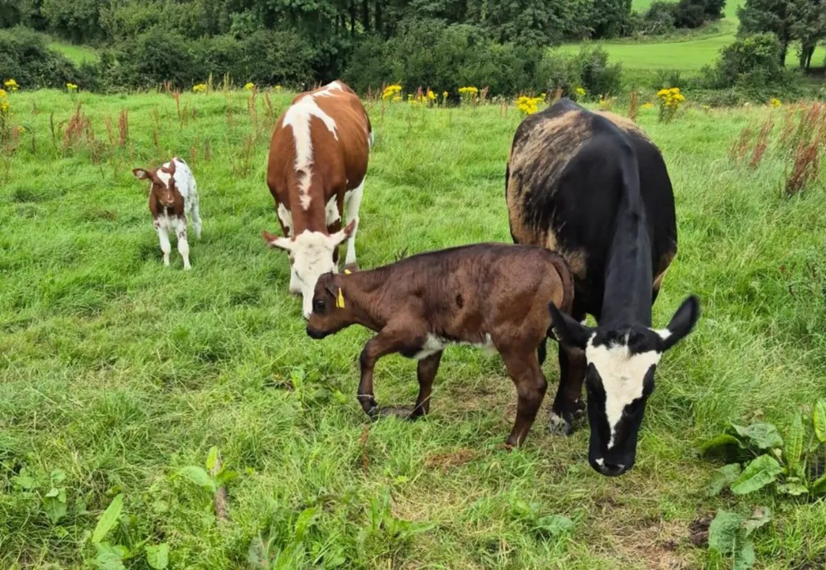 2 Heifers & Calves - Image 1