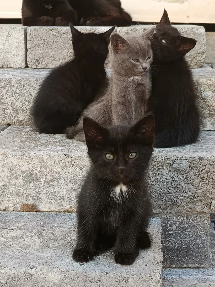 Kittens - Image 2