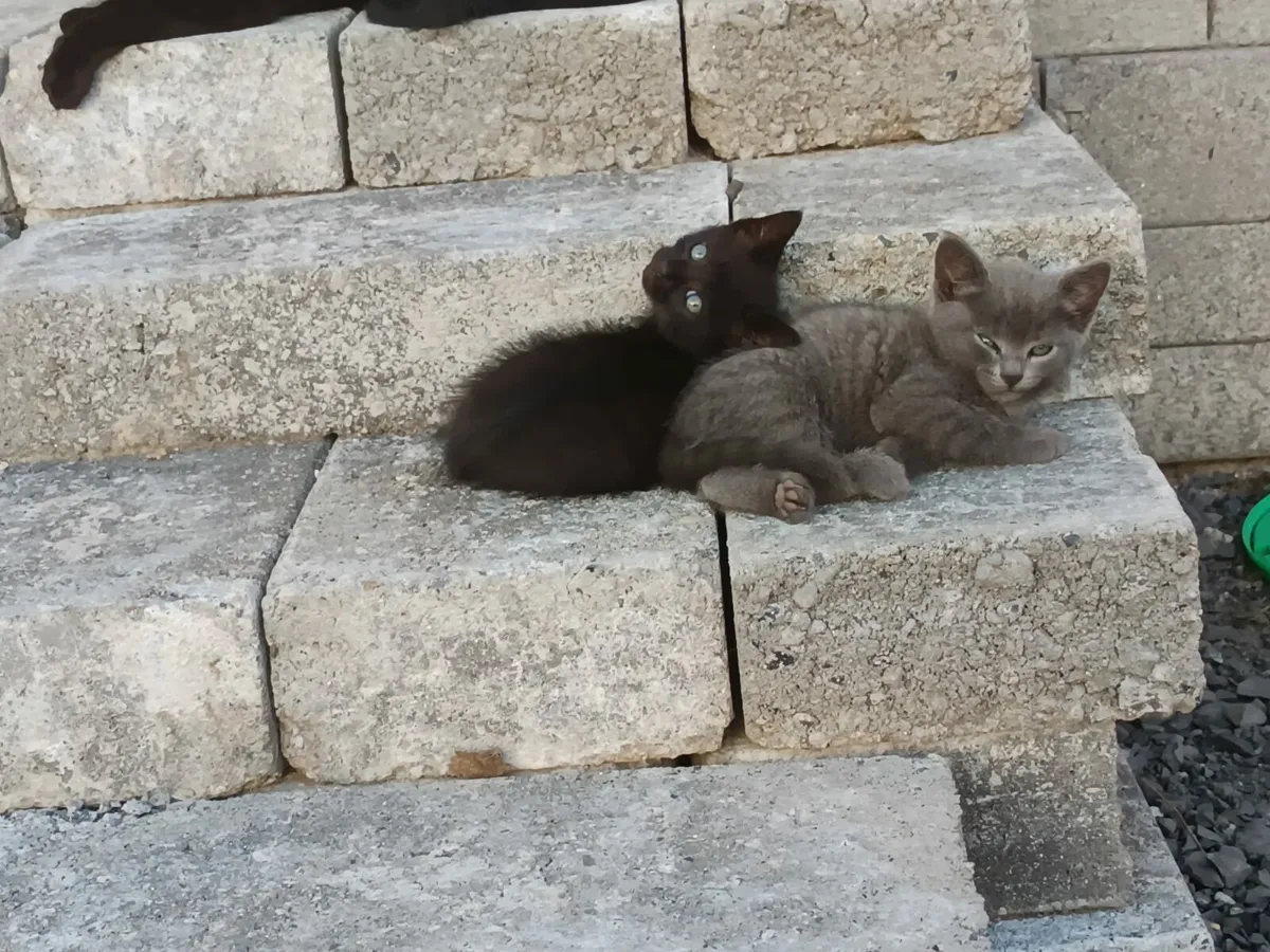 Kittens - Image 3