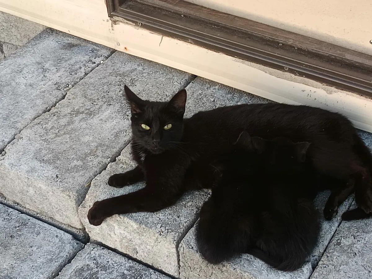 Kittens - Image 4