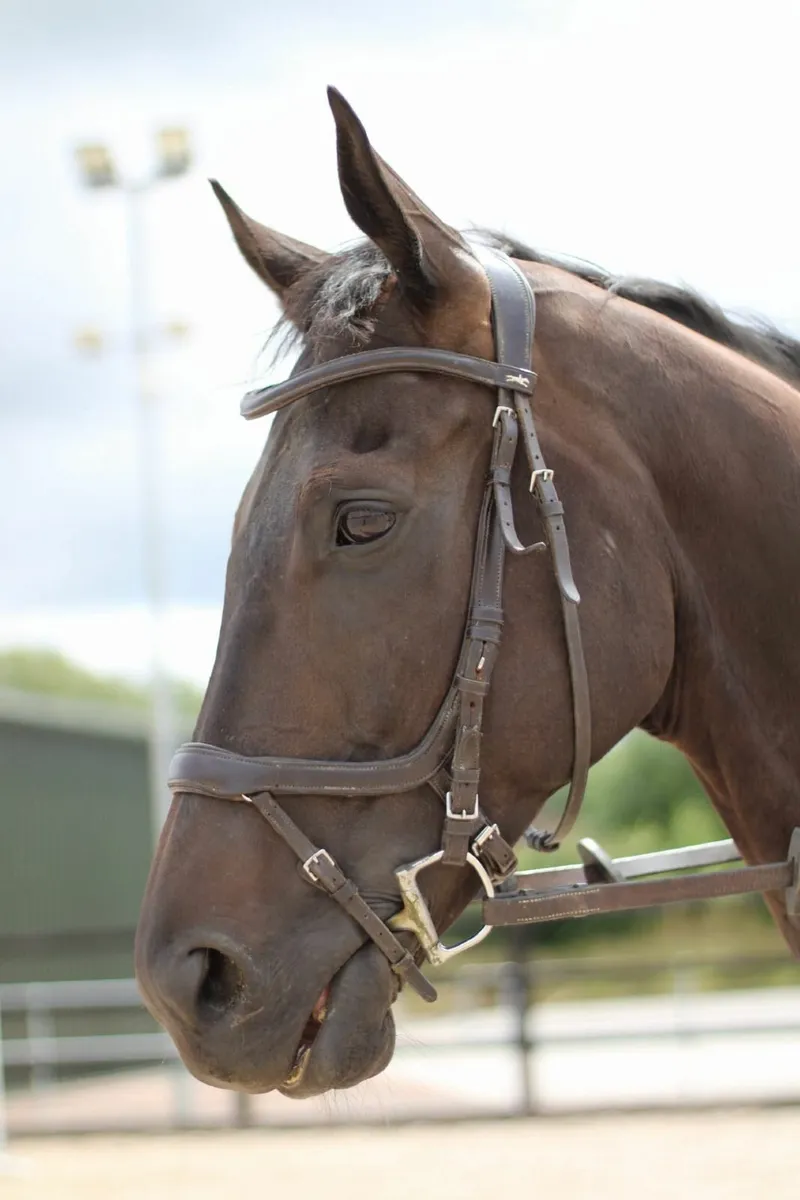 Horse - Image 2