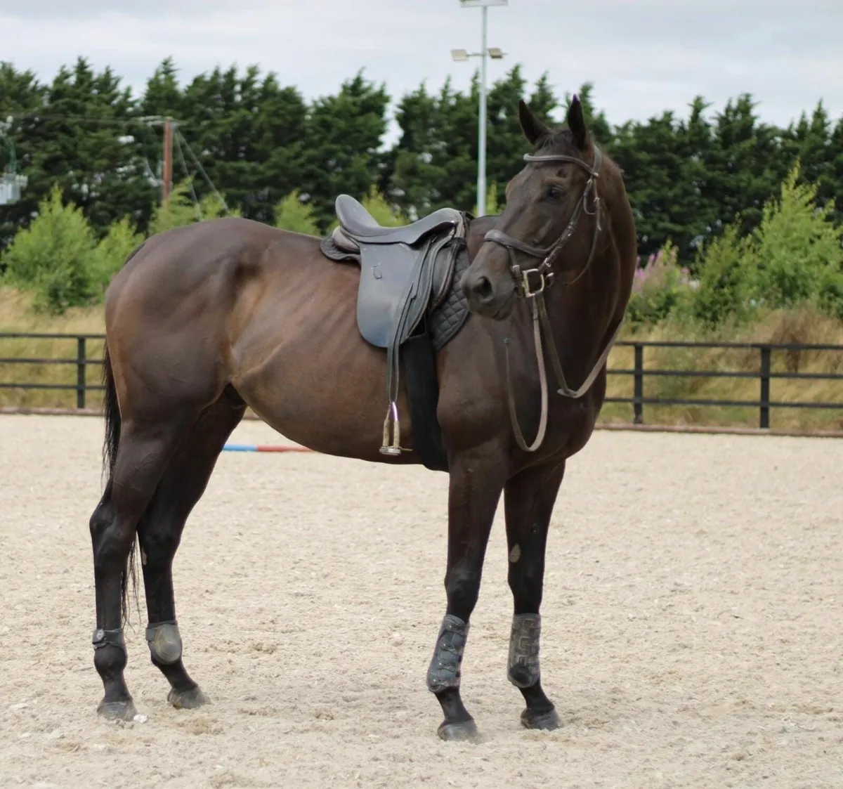 Horse - Image 3
