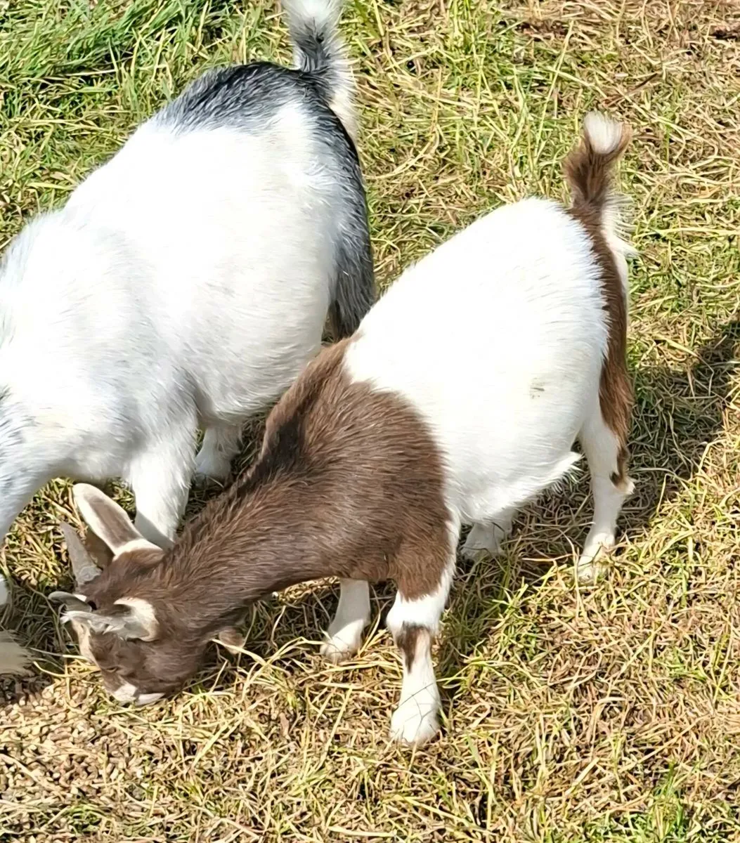 4 Female Pigmy Goats - Image 2