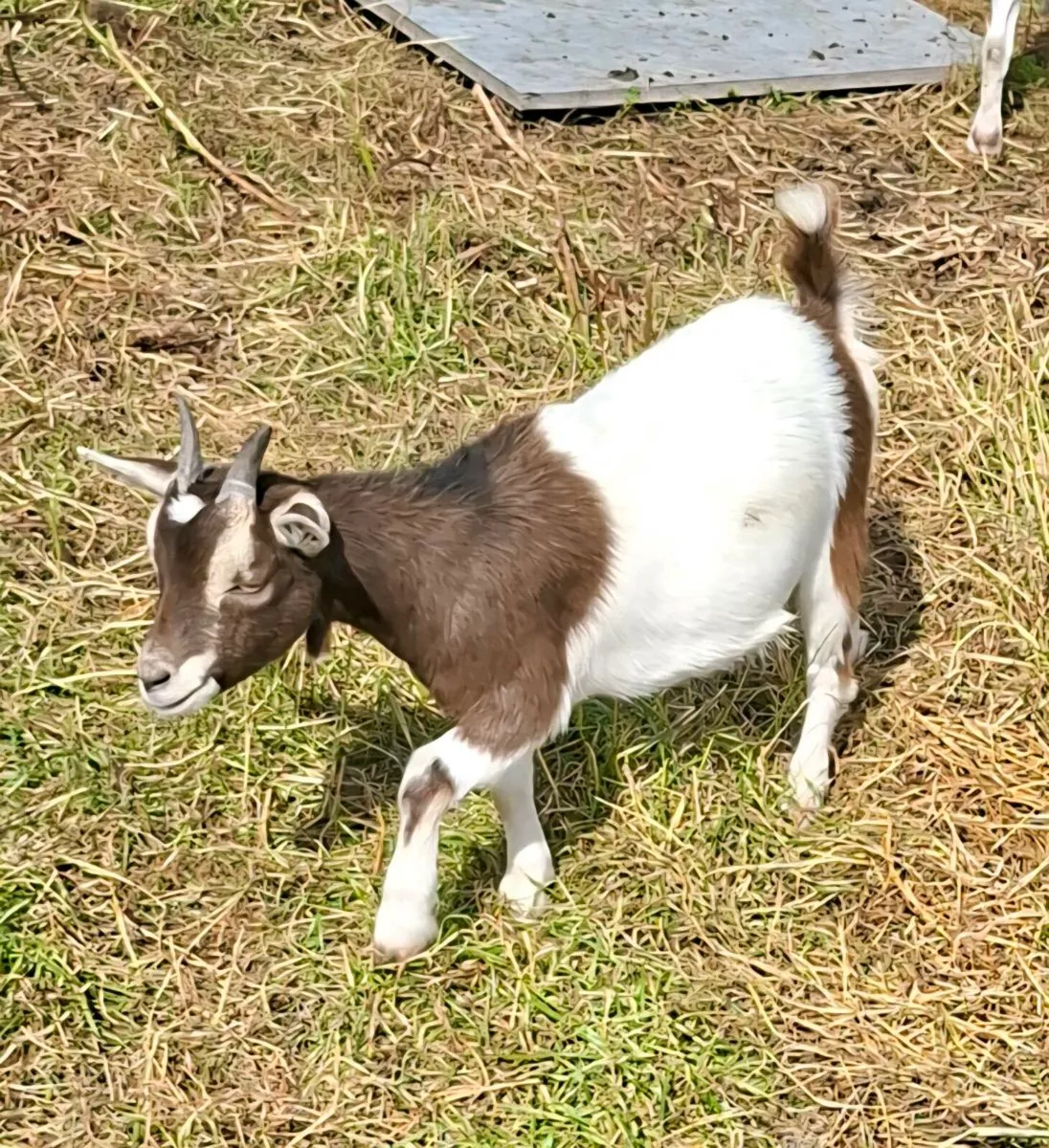 4 Female Pigmy Goats - Image 3