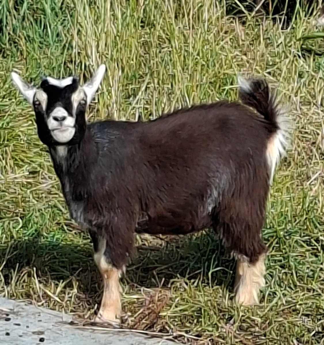 4 Female Pigmy Goats - Image 1