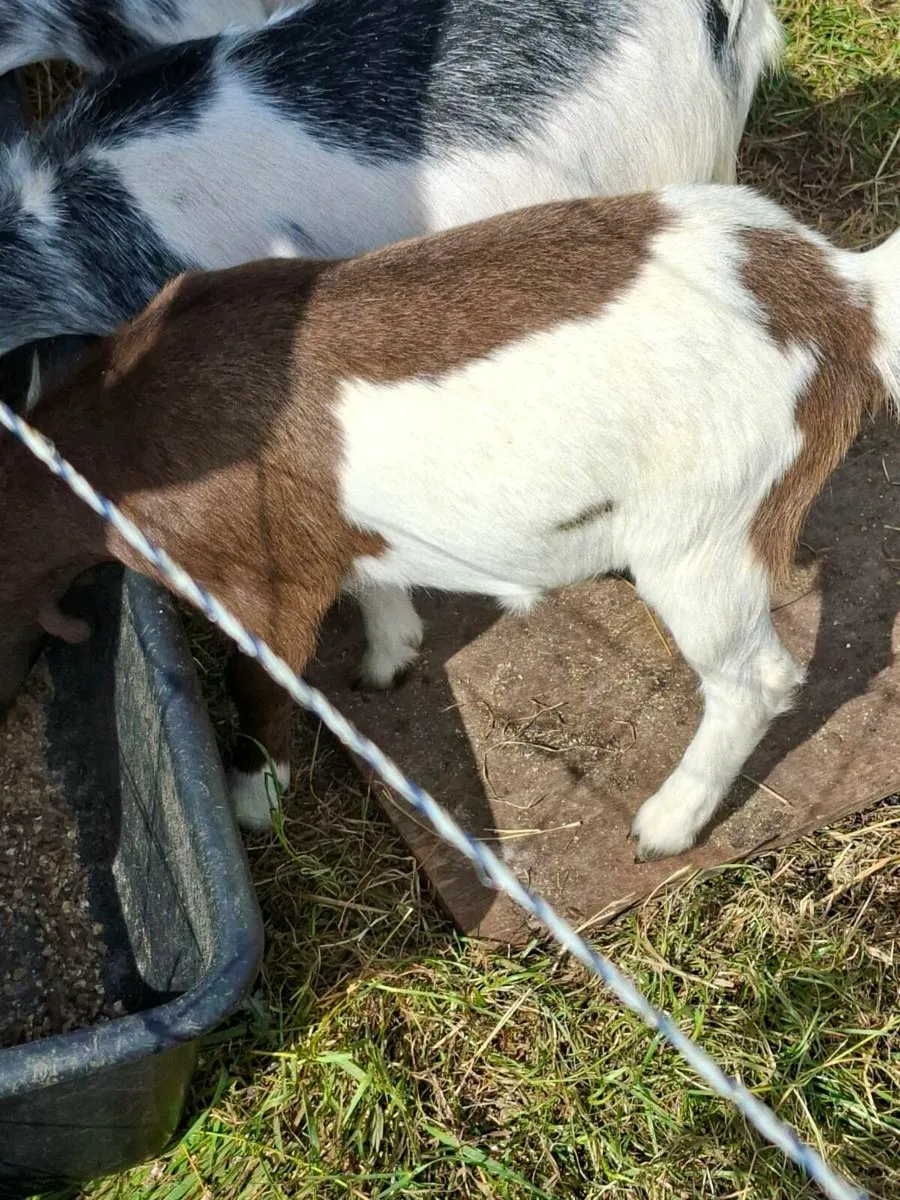 4 Female Pigmy Goats - Image 4
