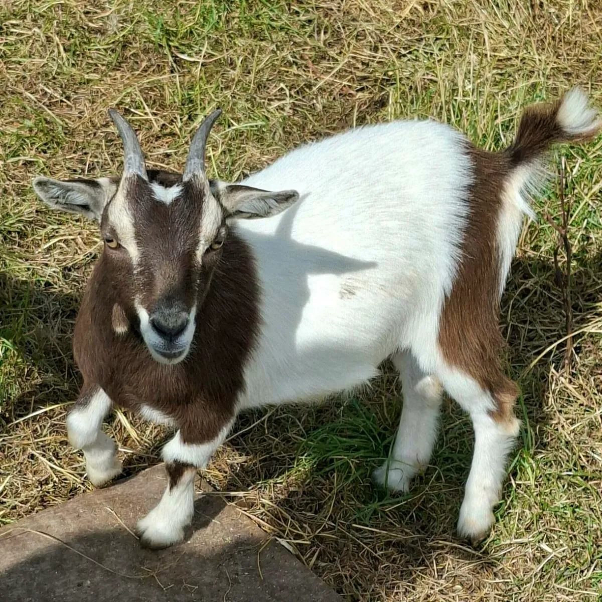 2 Female Pigmy Goats - Image 4