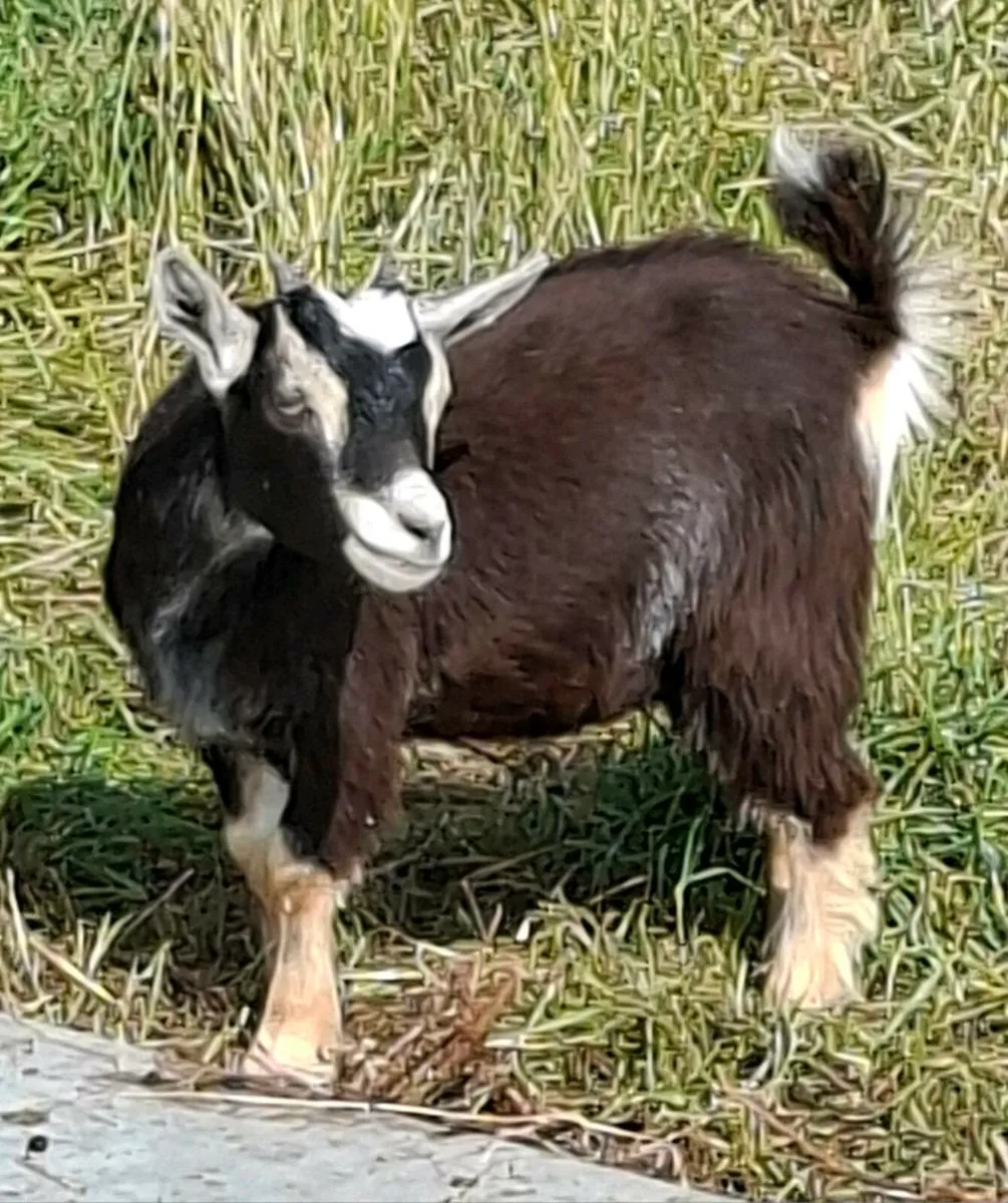 2 Female Pigmy Goats - Image 2