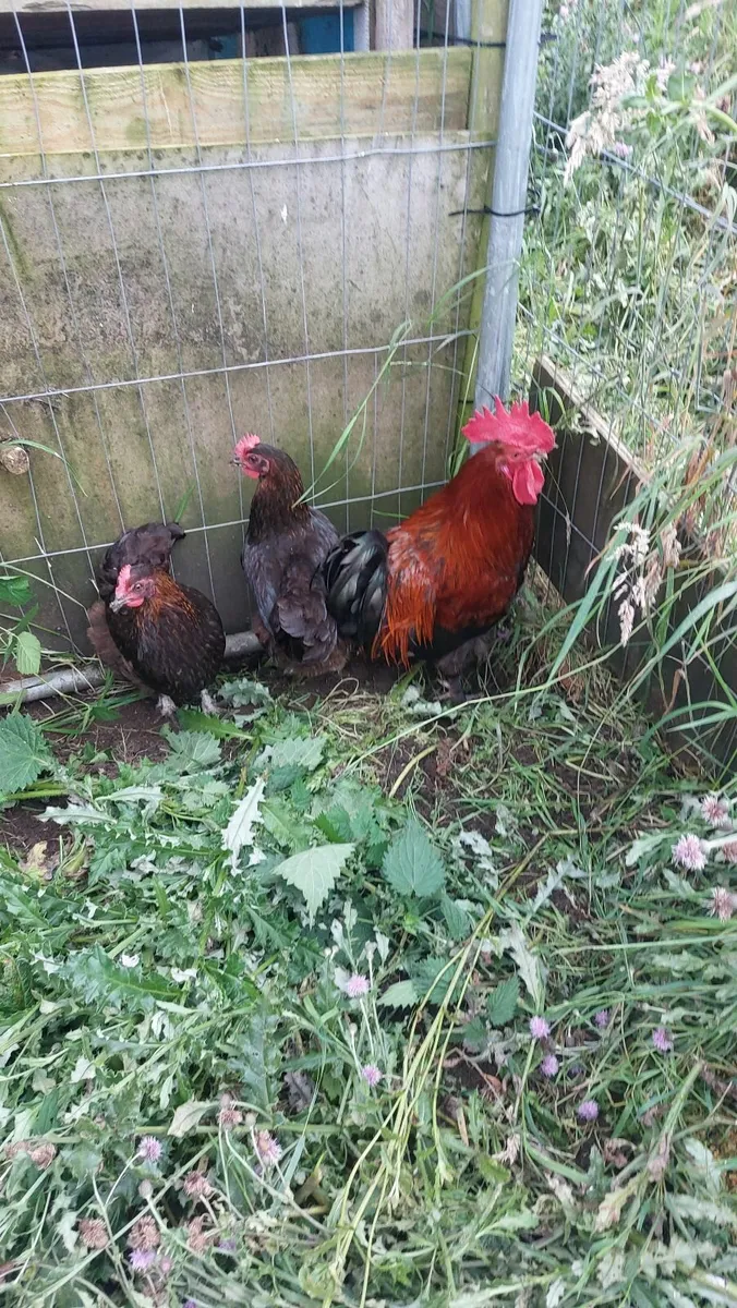 Black Copper Maran pullets and Goslings - Image 1
