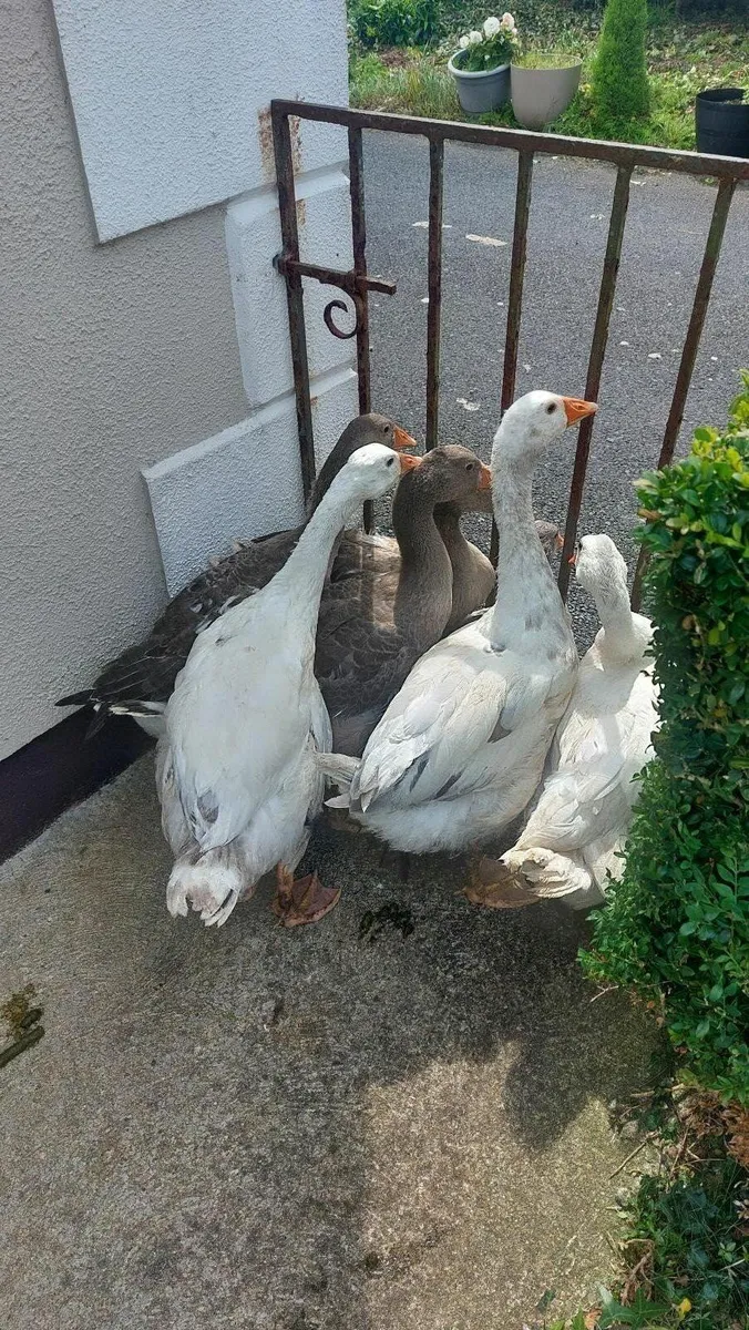 Black Copper Maran pullets and Goslings - Image 2