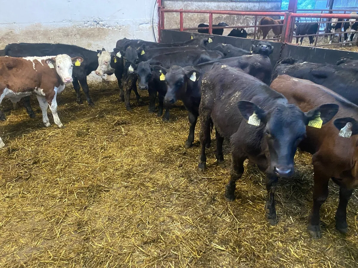 14 Angus Bull Runners - Image 1